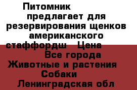 Питомник KURAT GRAD предлагает для резервирования щенков американского стаффордш › Цена ­ 25 000 - Все города Животные и растения » Собаки   . Ленинградская обл.